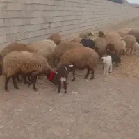 میش و بز بره بزغاله