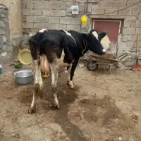 گاو جوان باگوساله ماده|حیوانات مزرعه|ارشق, |دیوار