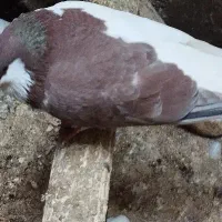 یه چپی و یال