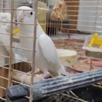 عروس هلندی حرفه ای|پرنده|زرند, |دیوار