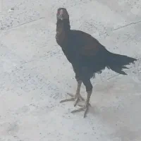 خروس لاری