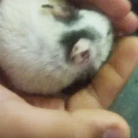 دو عدد همستر بازیگوش|موش و خرگوش|کرمان, |دیوار