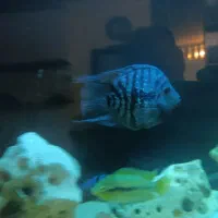 ماهی پرت دلار (سیچلاید)