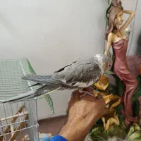 عروس هلندی