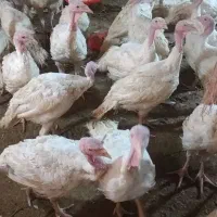 بوقلمون گوشتی
