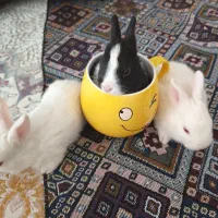 بچه خرگوش  اندازه نصف کف دست|موش و خرگوش|قم, باجک سه|دیوار