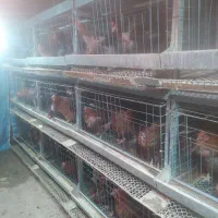 قفس مرغ تخم گذار9تاقفس120/200|لوازم جانبی حیوانات|فرمهین, |دیوار