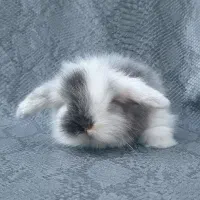 توله خرگوش لوپ عروسکی (همه رنگ)|موش و خرگوش|اهواز, پادادشهر|دیوار