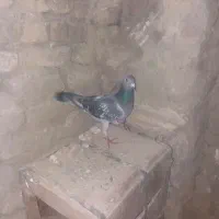 کاشانی|پرنده|مسجد سلیمان, |دیوار