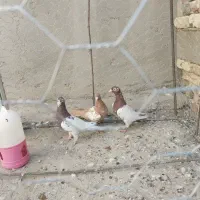 کارل|پرنده|کرباسک, |دیوار