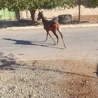 اسب|اسب و تجهیزات اسبسواری|بیلوار, |دیوار