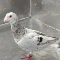 کبوتر هفترنگ|پرنده|سبزوار, امیر کبیر|دیوار