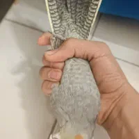 ۵عدد عروس هلندی دستی و ریزه خون|پرنده|شاهینشهر, گزبرخوار|دیوار