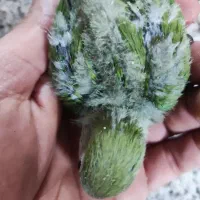 طوطی برزیلی|پرنده|جهرم, |دیوار