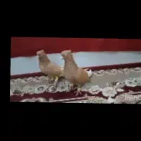 سلام یک جفت دم سفید