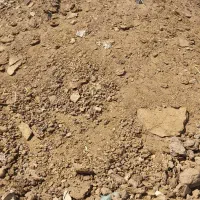 کودگاوی|گل و گیاه طبیعی|کرمان, |دیوار