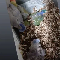 پرنده|پرنده|سنندج, |دیوار