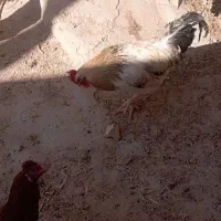 خروس|حیوانات مزرعه|قوچان, |دیوار