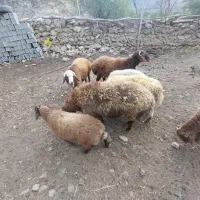بره|حیوانات مزرعه|کجور, |دیوار