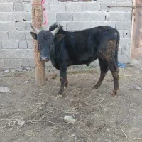 ورزا کوله چالوسی کچل ۱۰۰ تایی