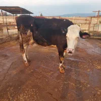 فروش سه راس گاو سیمینتال صنعتی