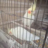 فروش عروس هلندی جوان و سالم