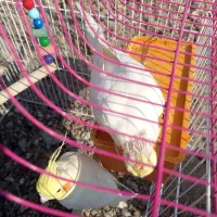 عروس هلندی رودان