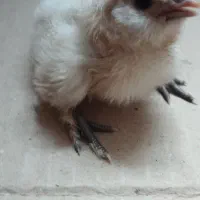 جوجه ابریشمی،کوشین...