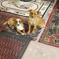 فروش سگ پا کوتاه از نژاد اشپیدز