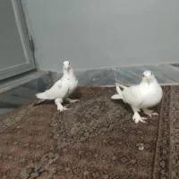 دو عدد کبوتر