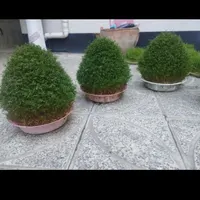 انواع سبزه