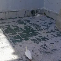 کفتر قیمت کم کم کم