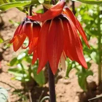 سیم کارت 141 روند