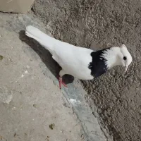 یک عدد طوقی ماده