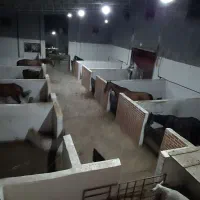 آموزش سوارکاری و مربی گری|خدمات آموزشی|قائمشهر, |دیوار