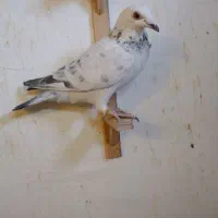 کبوتر المانی