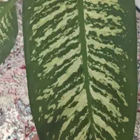 دیفن باخلیای نژاد پهن برگ|گل و گیاه طبیعی|قروه, |دیوار