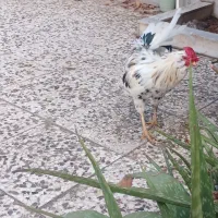 مرغ و خروس گلین