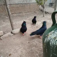 زاغ آبادانی|پرنده|زنجانرود, |دیوار
