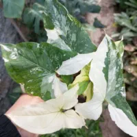 گلخانه|گل و گیاه طبیعی|گرگان, |دیوار