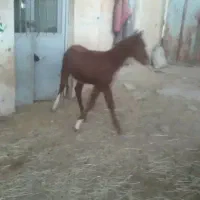 کره اسب مادیان