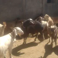 بره نر و ماده و قوچ|حیوانات مزرعه|سنقر, |دیوار