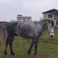 اسب|اسب و تجهیزات اسبسواری|ماسال, |دیوار