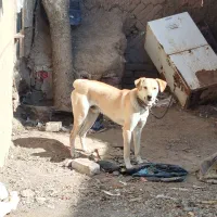 سگ نه بزرگ نه کوچک