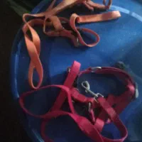 سگ ماده اشپیتز ۲ساله|سگ|وحیدیه, |دیوار