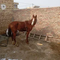 اسب ماده دوساله