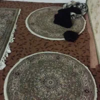 قیمت مناسب|فرش|چهاردانگه (تهران), |دیوار