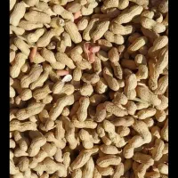 بادام زمینی  امسالی( غلاف دار) (درجه یک)|خوردنی و آشامیدنی|خورموج, |دیوار