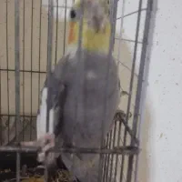 عروس هلندی نر|پرنده|میناب, |دیوار