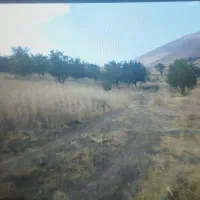 فروش باغ و زمین کشاورزی در سنقر